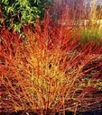 Hartriegel rot Midwinter Fire - Cornus sanguinea - 7.5 L Topf 70-80 cm