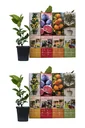 Aufblühendes Set aus 8 mediterranen Pflanzen 25-40 cm