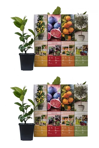 "Aufblühendes Set aus 8 mediterranen Pflanzen 25-40 cm image"