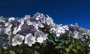 Samthortensie Macrophylla - Hydrangea aspera Macrophylla - 12 L Topf 80-100 cm