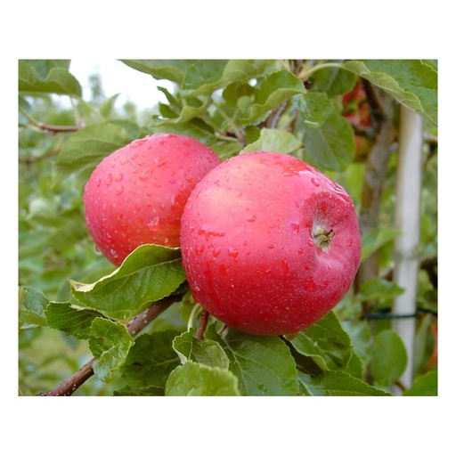 "Apfel "Santana" Busch, im 10L-Container image"