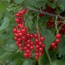 Johannisbeere rot "Rotet" Busch, im 3,5L-Container