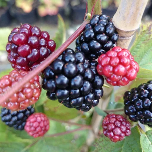 "Brombeere "Loch Ness", 3,5L-Container image"