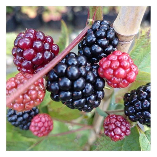 "Brombeere "Loch Ness", 3,5L-Container image"