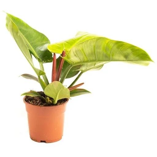 "Aufblühender Philondendron Imperial Grün Groß - 50-60cm - 1 Stück image"