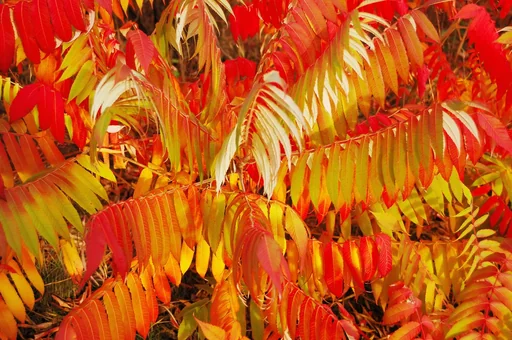 "Essigbaum Rhus typhina - 7.5 L Topf 80-100 cm image"