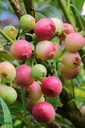 Garten-Heidelbeere "Pink Lemonade", im 3,5L-Container