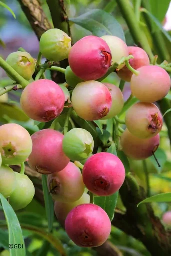 "Garten-Heidelbeere "Pink Lemonade", im 3,5L-Container image"