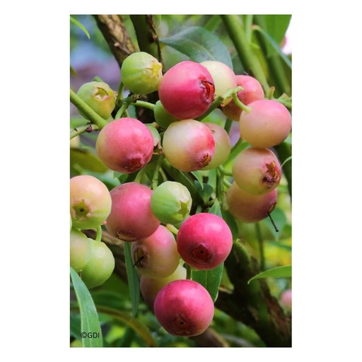 "Garten-Heidelbeere "Pink Lemonade", im 3,5L-Container image"