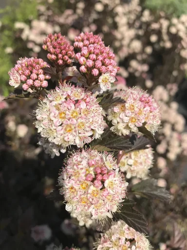 "Fasanenspiere Tiny Wine - Physocarpus opulifolius (Proven Winners) - 7.5 L Topf 60-80 cm image"