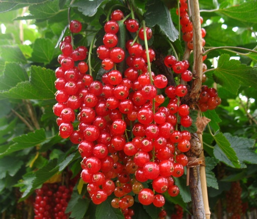 "Johannisbeere rot "Rovada" Busch, im 5L-Container image"
