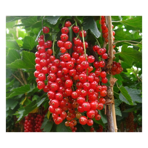 "Johannisbeere rot "Rovada" Busch, im 5L-Container image"