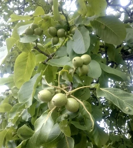 Walnuss 'Wunder von Monrepos'