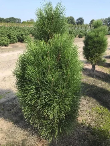 "Schwarzkiefer Green Tower - Pinus nigra - Solitär mit Ballen 125-150 cm image"