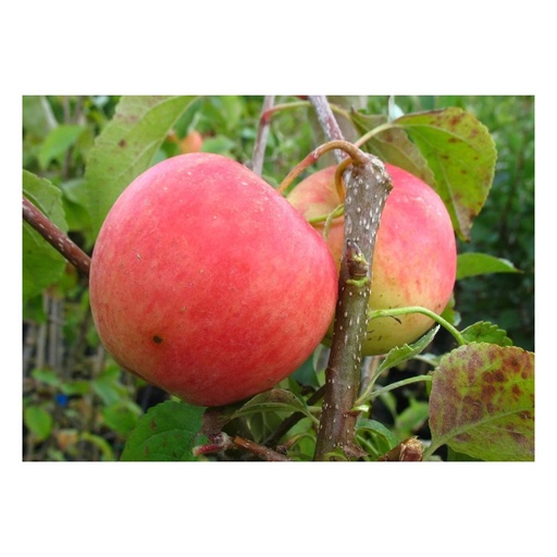 "Apfel "Pinova" Busch, im 10L-Container image"