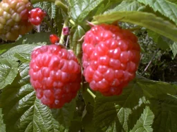 Himbeere 