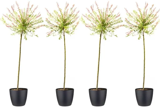"Flower-up 4er-Set XXL Rattenweiden 120 - 140 cm image"
