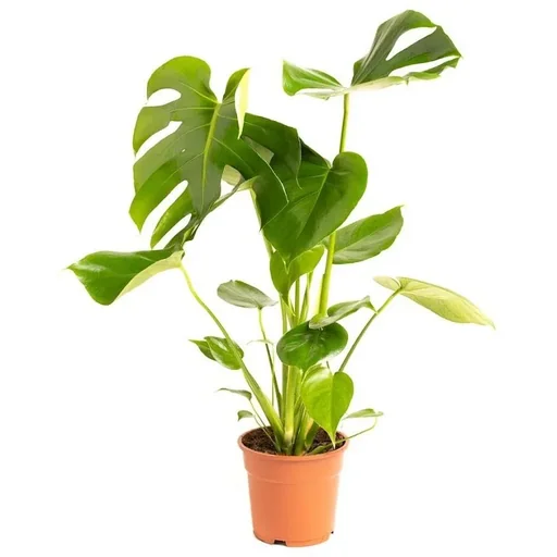 "Aufblühende Veredelungspflanze - Monstera Deliciosa - Groß - 65-75Cm - 1 Stück image"