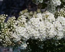 Strauchspiere Snowmound - Spiraea nipponica - 7.5 L Topf 80-100 cm