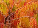 Farnwedel-Essigbaum Rhus typhina Dissecta - 7.5 L Topf 80-100 cm