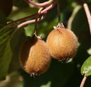 Kiwi "Tomuri", 3,5L-Container, männliche Befruchtersorte für Hayward