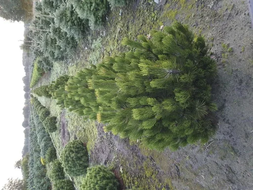 "Bosnische Kiefer "Compact Gem", Pinus heldreichii "Compact Gem", 7,5 Liter Topf, 30-40 cm hoch image"