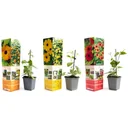 Blühendes Thunbergia-Set - 3 Stück - 30-38 cm