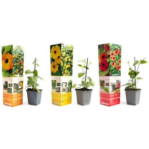 "Blühendes Thunbergia-Set - 3 Stück - 30-38 cm image"