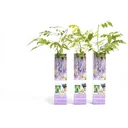 Flower-up Wisteria Pflanzen - 3 Stück - 30-38Cm