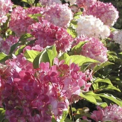 "Rispenhortensie Vanille-Fraise - Hydrangea paniculata - 12 L Topf 80-100 cm image"