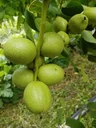 Walnuss "Chandler", 7,5L-Container, mild aromatisch