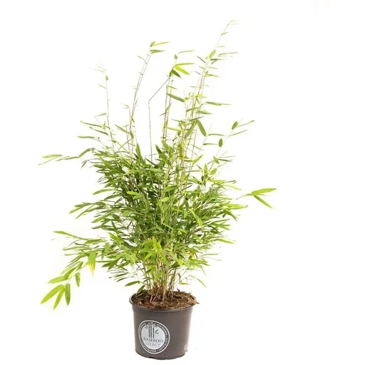 "Flower-up Bamboo "Nicht verrottend" Medium - Fargesia - 40-60Cm - 1 Stück image"
