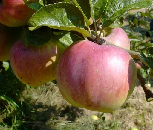 "Apfel "Ontario", Busch, im 10L-Container image"