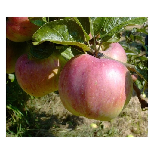 "Apfel "Ontario", Busch, im 10L-Container image"