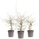 Flower-up Zigzag Strauch - Corokia Cotoeaster - Hardy - 30-40 Cm - 3 Stück