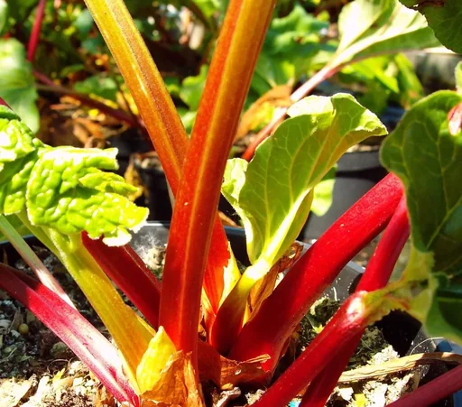 "Rhabarber "Holsteiner Blut", im 3,5L-Container image"