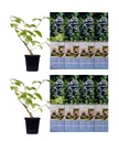 Flower-up Set aus 8 Heidelbeerpflanzen 30-40 cm