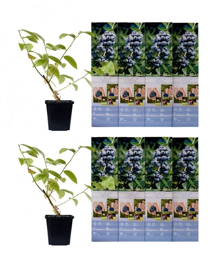 "Flower-up Set aus 8 Heidelbeerpflanzen 30-40 cm image"