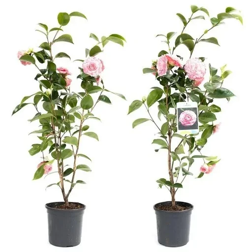 "Aufblühende Kamelie XL Strauch 'Japanische Rose' - 2 Stück image"