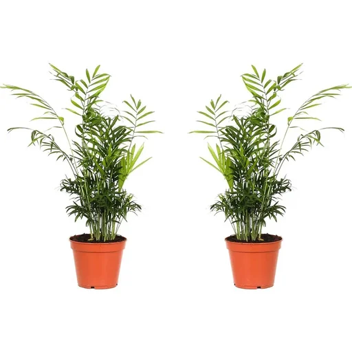 "Aufblühende mexikanische Bergpalme - Chamaedorea Elegans - Groß - 50-60cm - 2 Stück image"
