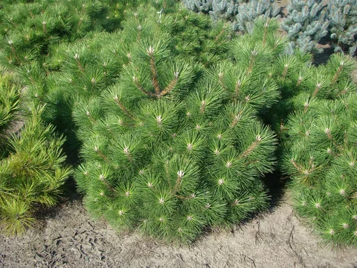 "Japanische Schwarz-Kiefer, Pinus thunbergii "Maijima, 7 Liter Topf, 30-40 cm hoch image"