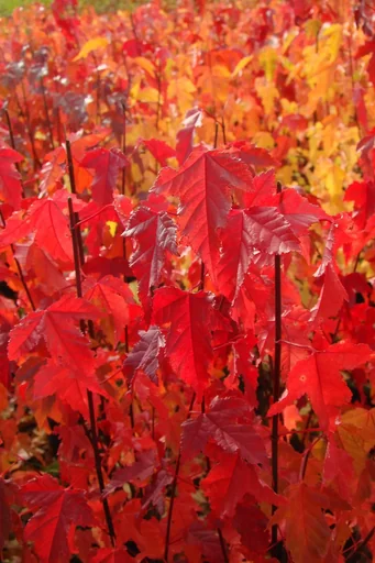 "Feuerahorn "Acer ginnala" - 12 L, 100 cm image"