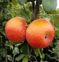 Apfel "Alkmene" Busch, im 10L-Container
