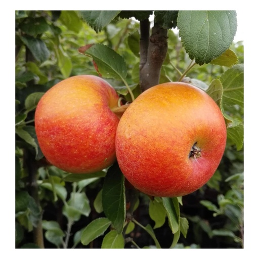 "Apfel "Alkmene" Busch, im 10L-Container image"