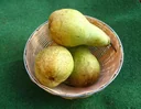 Birne "Abate Fetel" Busch, im 10L-Container, mildes, schmelzendes, fruchtiges Aroma