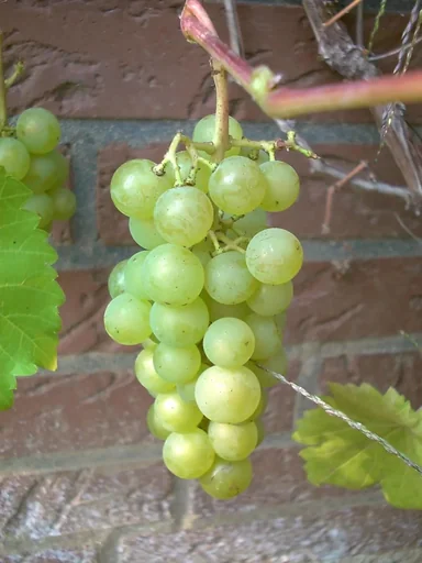 "Weinrebe "Phoenix", 3,5L-Container image"
