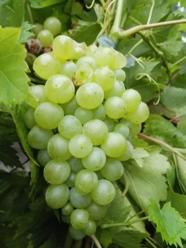 "Weinrebe "Lakemont", 5L-Container image"