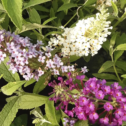 "Zwerg-Sommerflieder Buzz Trio (weiß blau lila) Buddleja davidii - 7 L Topf image"