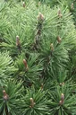 Kugel-Kiefer, Pinus mugo "Mops", 7,5 Liter Topf, 30-40 cm hoch
