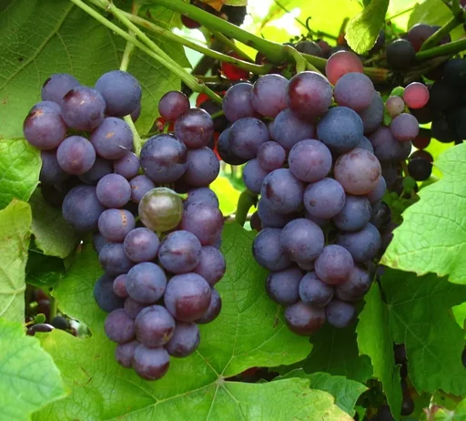 "Weinrebe "Vanessa", 5L-Container, große rosa Beeren image"